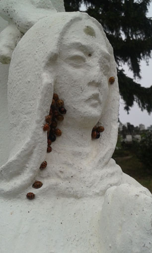 View larger image View larger image