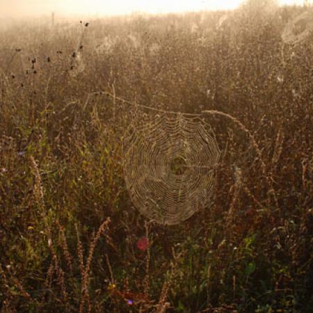 View larger image View larger image